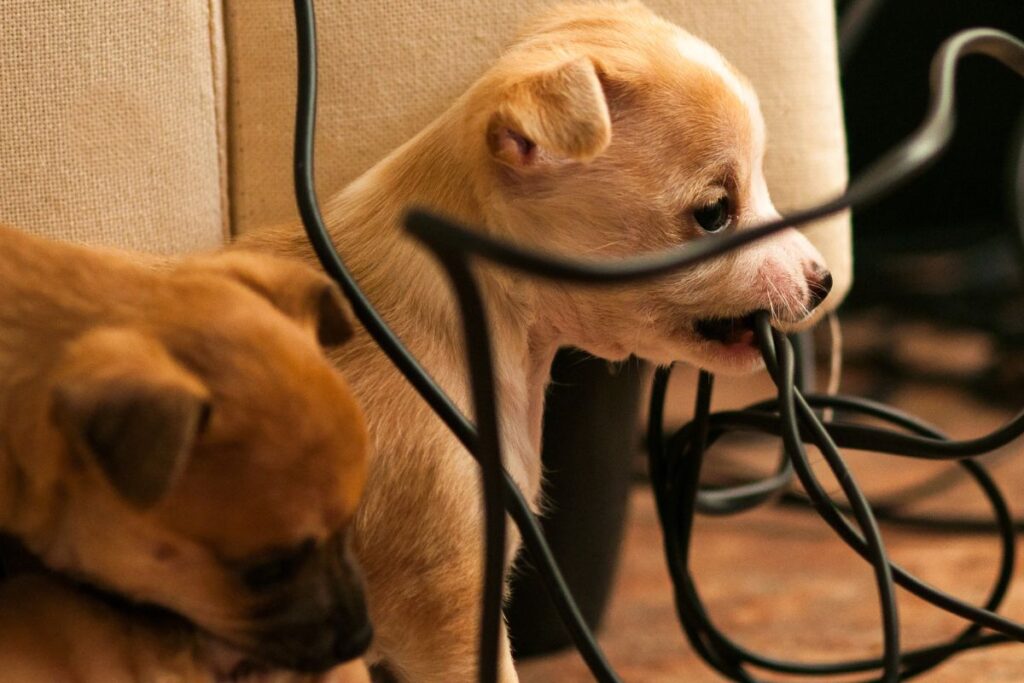 pets-em-casa?-fique-alerta-para-os-riscos-relacionados-a-eletricidade