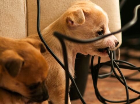 pets-em-casa?-fique-alerta-para-os-riscos-relacionados-a-eletricidade