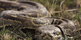 estudo-descobre-celulas-que-ajudam-cobras-a-digerir-ossos-inteiros