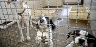 projeto-aprovado-na-camara-proibe-uso-de-animais-em-testes-cosmeticos