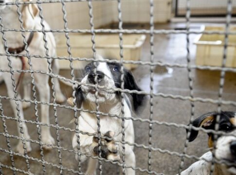 projeto-aprovado-na-camara-proibe-uso-de-animais-em-testes-cosmeticos