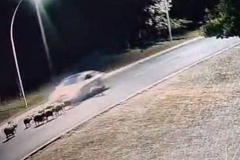 policia-civil-identifica-motorista-que-matou-12-capivaras-no-lago-sul