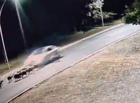 policia-civil-identifica-motorista-que-matou-12-capivaras-no-lago-sul
