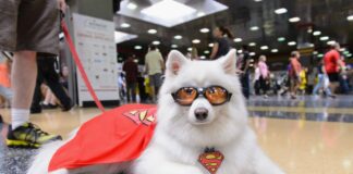 festival-gratuito-transforma-caes-em-herois-no-mooca-plaza-shopping