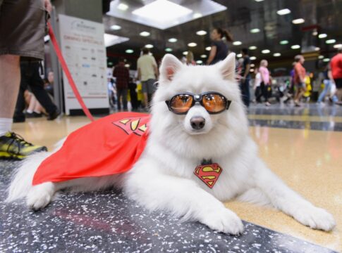 festival-gratuito-transforma-caes-em-herois-no-mooca-plaza-shopping