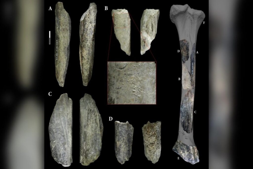 arqueologos-acham-“canivete”-feito-com-ossos-de-leao-por-neandertais