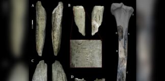 arqueologos-acham-“canivete”-feito-com-ossos-de-leao-por-neandertais