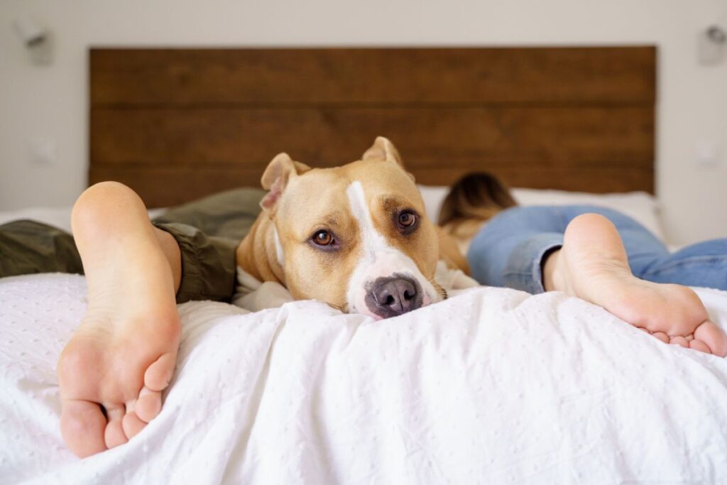 transar-com-o-pet-no-quarto-faz-mal?-confira-o-que-diz-veterinario