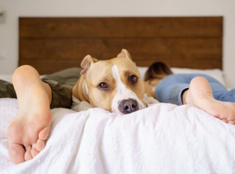 transar-com-o-pet-no-quarto-faz-mal?-confira-o-que-diz-veterinario