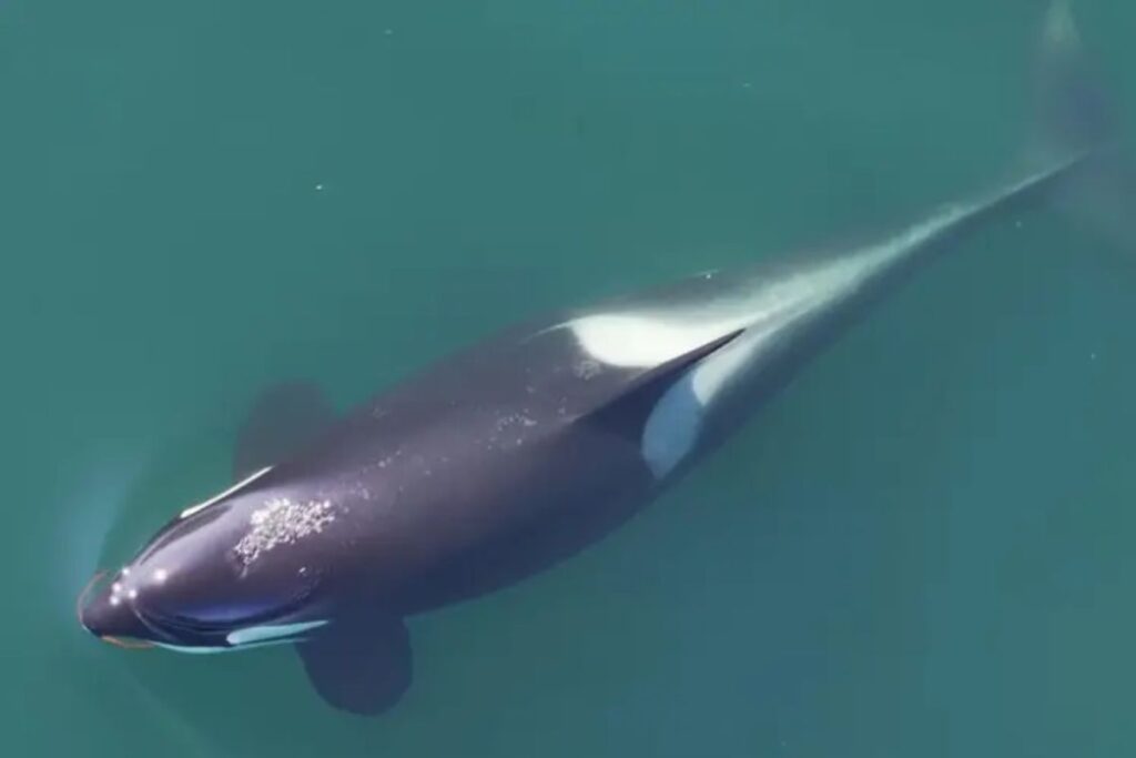 orcas-usam-algas-como-ferramentas-e-revelam-inteligencia-inedita;-veja