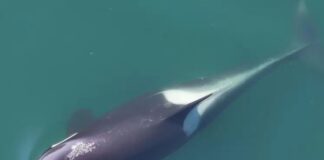 orcas-usam-algas-como-ferramentas-e-revelam-inteligencia-inedita;-veja