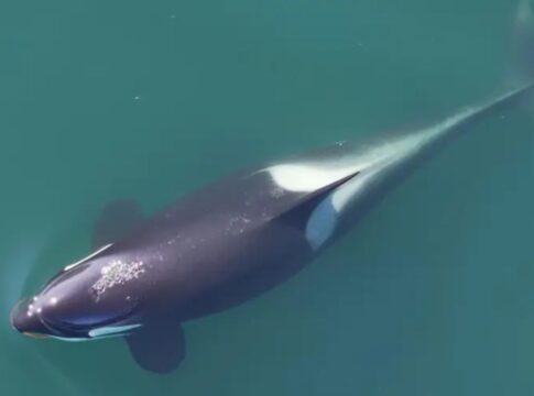 orcas-usam-algas-como-ferramentas-e-revelam-inteligencia-inedita;-veja