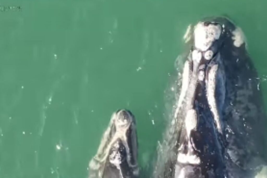 video:-ibama-monitora-baleia-com-rede-de-pesca-presa-a-cabeca-em-sc