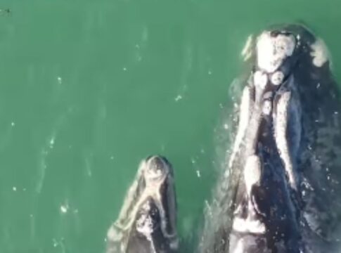 video:-ibama-monitora-baleia-com-rede-de-pesca-presa-a-cabeca-em-sc
