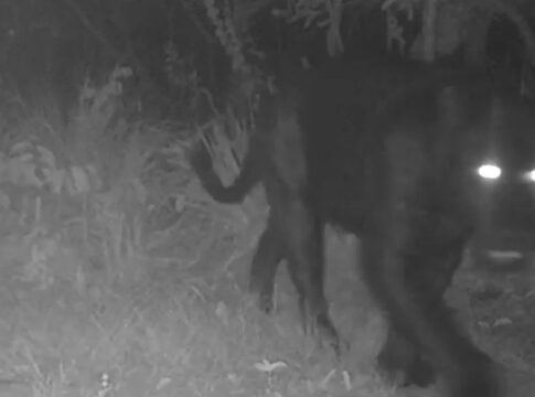 onca-preta-aparece-pela-primeira-vez-em-reserva-no-cerrado