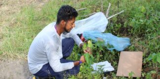 indigena-resgata-saberes-ancestrais-em-estudo-sobre-plantas-medicinais