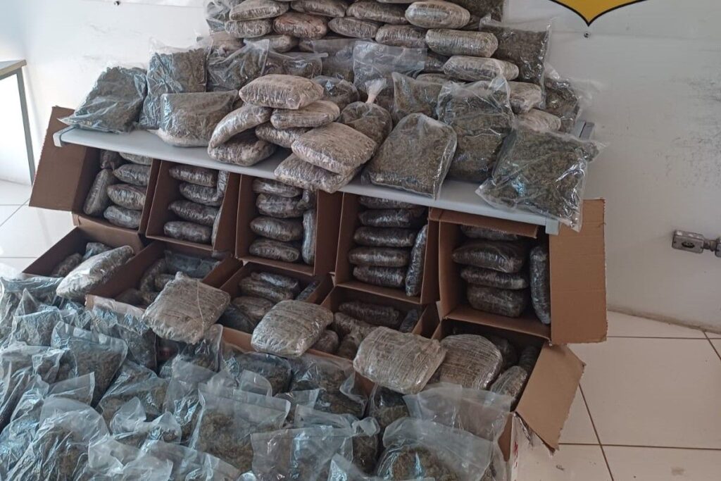 recorde-no-ano:-prf-apreende-140-kg-de-skunk-em-sp.-video
