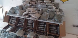 recorde-no-ano:-prf-apreende-140-kg-de-skunk-em-sp.-video