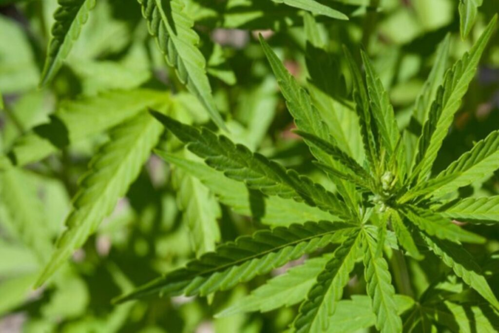 sete-mil-prisoes-por-posse-de-maconha-podem-ser-revistas-em-sc
