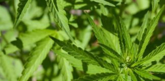 sete-mil-prisoes-por-posse-de-maconha-podem-ser-revistas-em-sc
