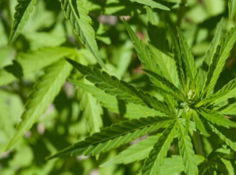 sete-mil-prisoes-por-posse-de-maconha-podem-ser-revistas-em-sc