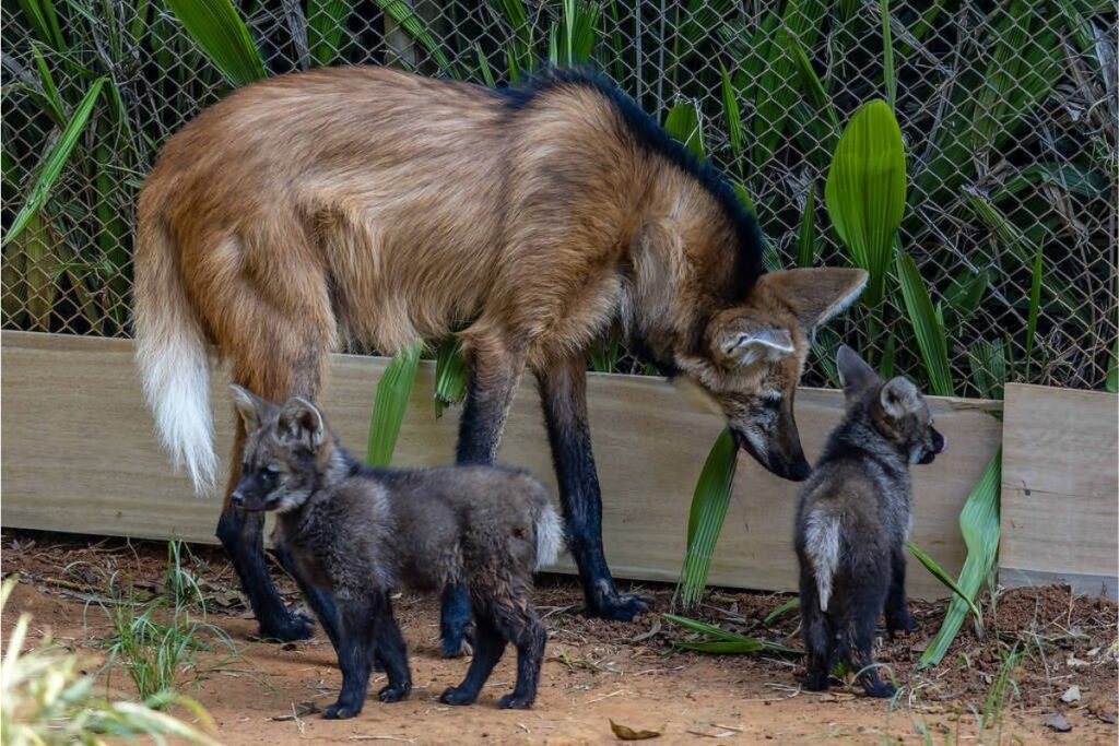 fotos:-filhotes-de-lobo-guara-sao-apresentados-no-zoo-de-sao-paulo