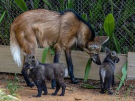 fotos:-filhotes-de-lobo-guara-sao-apresentados-no-zoo-de-sao-paulo