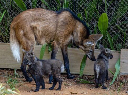 fotos:-filhotes-de-lobo-guara-sao-apresentados-no-zoo-de-sao-paulo