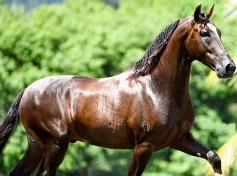 racao-toxica-mata-ao-menos-245-cavalos-em-4-estados,-diz-ministerio