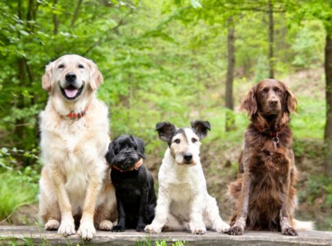 em-alta!-pesquisa-revela-os-10-nomes-mais-comuns-entre-os-cachorros