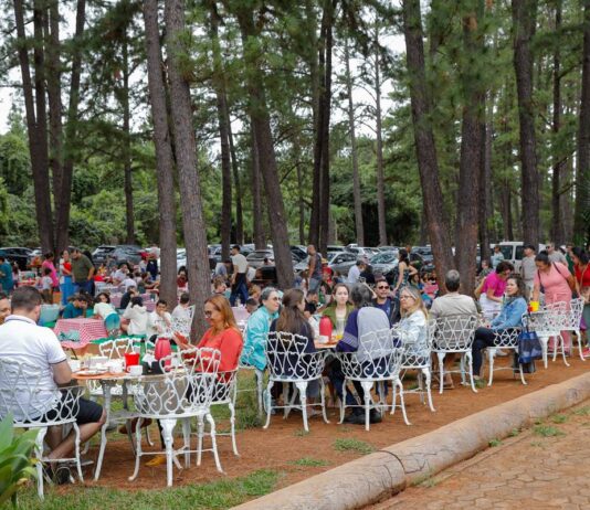 jardim-botanico-de-brasilia-substituira-pinheiros-por-arvores-nativas
