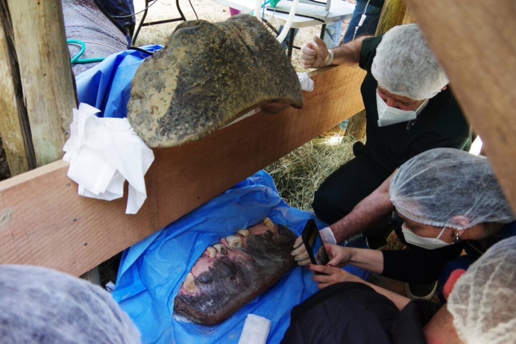 caso-raro:-canal-em-dente-de-hipopotamo-mobiliza-16-veterinarios-em-sp