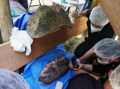 caso-raro:-canal-em-dente-de-hipopotamo-mobiliza-16-veterinarios-em-sp
