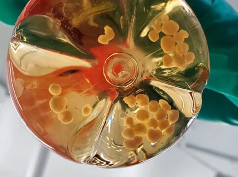 cientistas-criam-miniorgaos-com-vasos-sanguineos-em-laboratorio