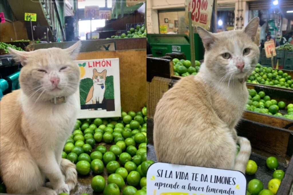 gato-comerciante?-conheca-limon,-pet-feirante-que-viralizou-na-web