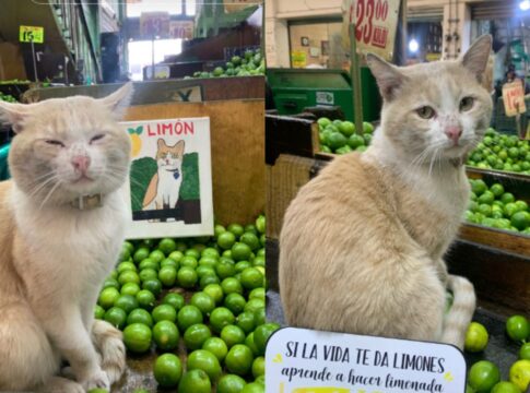 gato-comerciante?-conheca-limon,-pet-feirante-que-viralizou-na-web