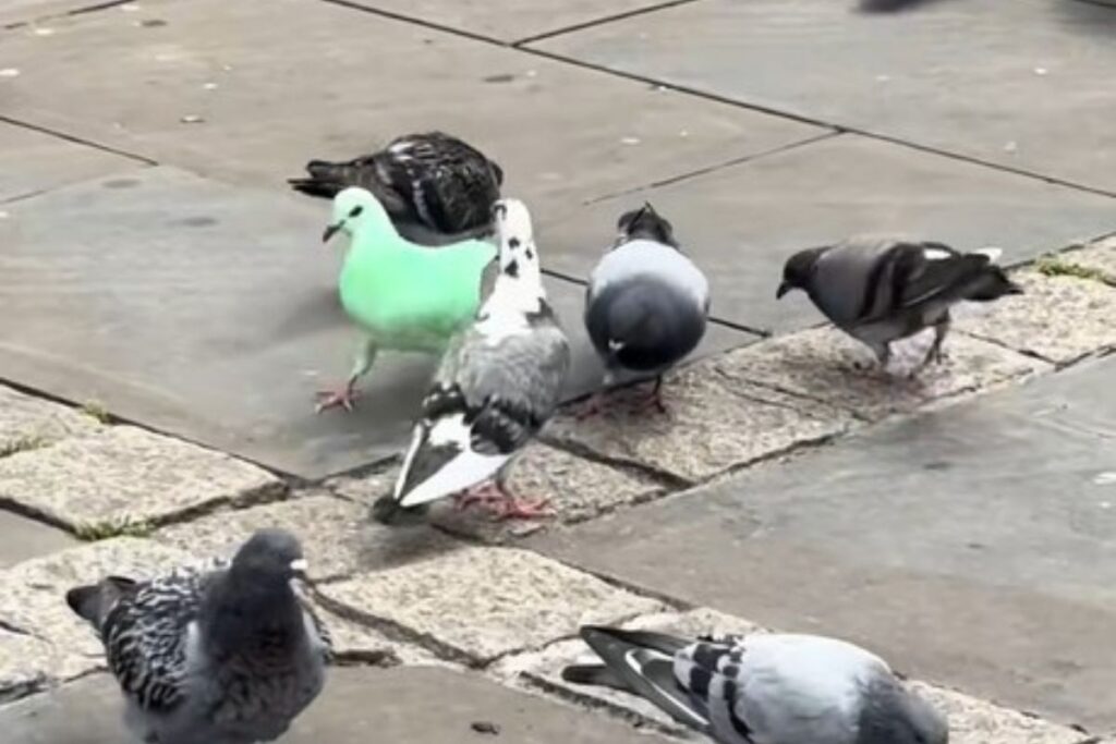 pombo-verde-neon-intriga-moradores-e-alerta-defensores-dos-animais