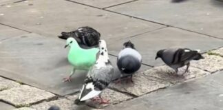 pombo-verde-neon-intriga-moradores-e-alerta-defensores-dos-animais
