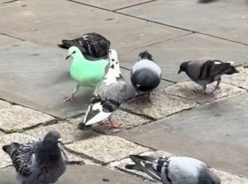 pombo-verde-neon-intriga-moradores-e-alerta-defensores-dos-animais