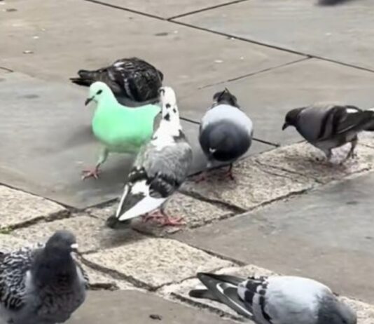 pombo-verde-neon-intriga-moradores-e-alerta-defensores-dos-animais