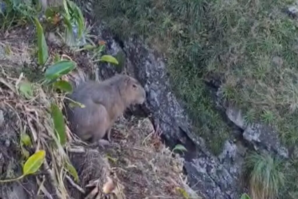 capivara-vive-situacao-dramatica-apos-despencar-de-penhasco-em-sc
