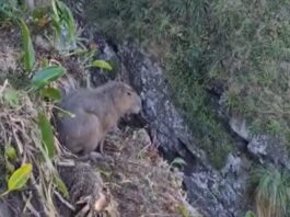 capivara-vive-situacao-dramatica-apos-despencar-de-penhasco-em-sc