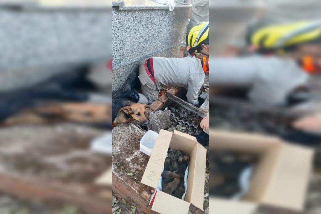 tumulo-vira-bercario-e-cadela-da-a-luz-a-15-filhotinhos-em-cemiterio