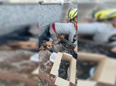 tumulo-vira-bercario-e-cadela-da-a-luz-a-15-filhotinhos-em-cemiterio