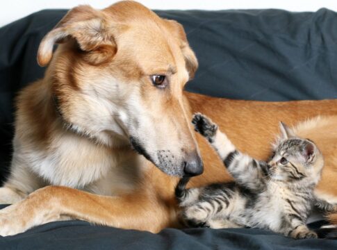 justica-nega-pedido-de-mulher-que-cobrava-pensao-alimenticia-para-pet