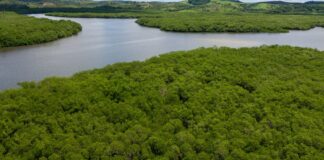 campanha-pede-criacao-de-reserva-para-proteger-manguezal-em-pernambuco
