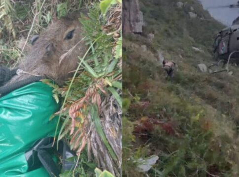 capivara-mobiliza-helicoptero-em-resgate-apos-cair-de-penhasco-em-sc