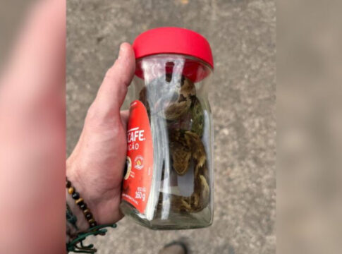 cobra-entre-as-mais-venenosas-do-brasil-e-colocada-em-pote-de-cafe