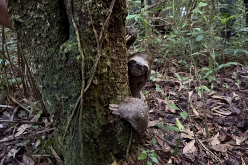 bicho-preguica-atropelado-em-rodovia-e-resgatado-e-solto-na-natureza