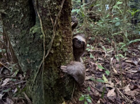 bicho-preguica-atropelado-em-rodovia-e-resgatado-e-solto-na-natureza